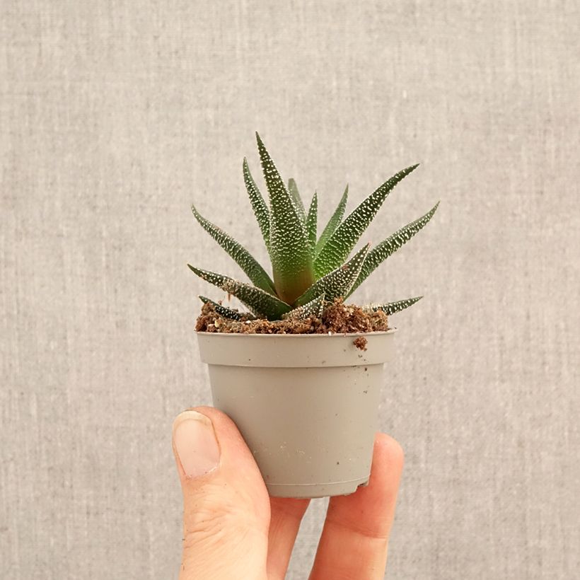 Exemplaar van Haworthia fasciata Concolor - Zebraplant Mini-kamerplanten zoals geleverd in de lente