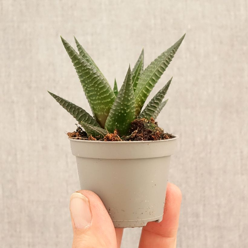 Exemplaar van Haworthia Gasworthia Mini-kamerplanten zoals geleverd in de lente