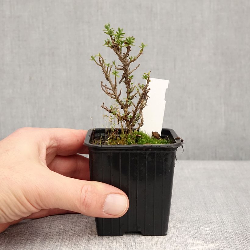 Exemplaar van Hebe carnosula - Struikveronica Kweekpotje van 8/9 cm zoals geleverd in de winter