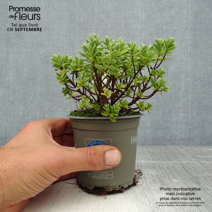 Exemplaar van Hebe Cobb Valley - Struikveronica Pot van 10 cm/11 cm zoals geleverd in de zomer