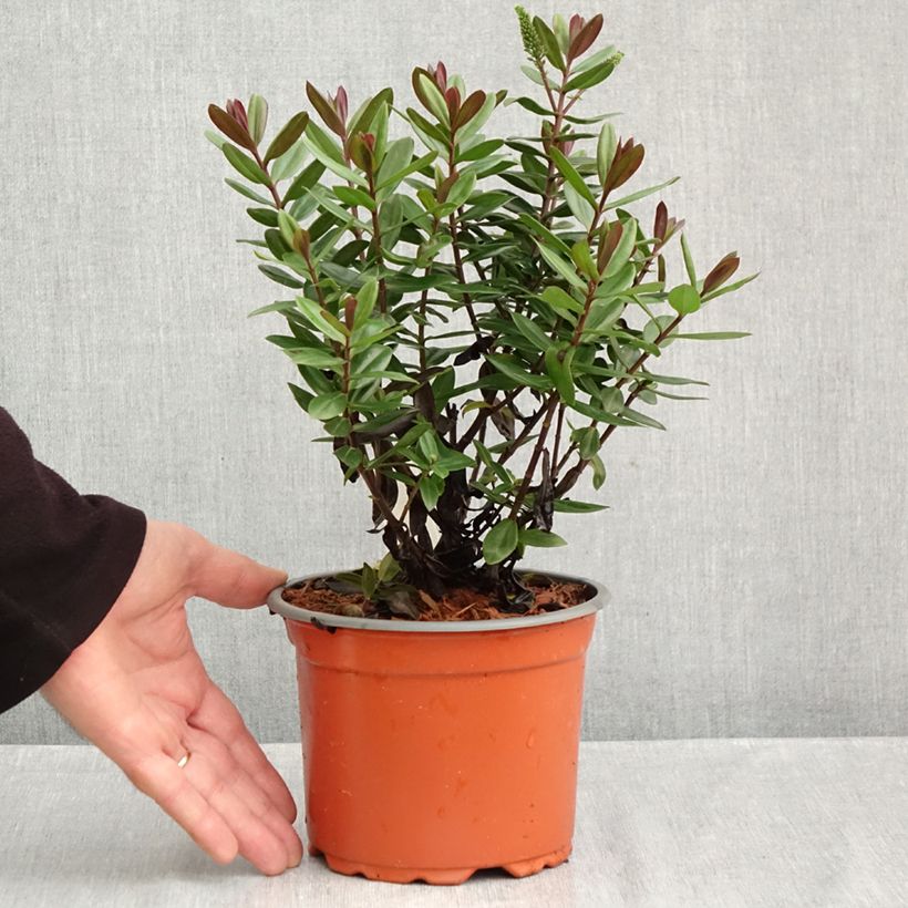 Exemplaar van Hebe Blue Gem - Struikveronica Pot van 1 l/1,5 l zoals geleverd in de herfst