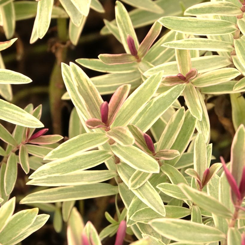 Hebe iBE Colour Dream - Struikveronica (Blad)