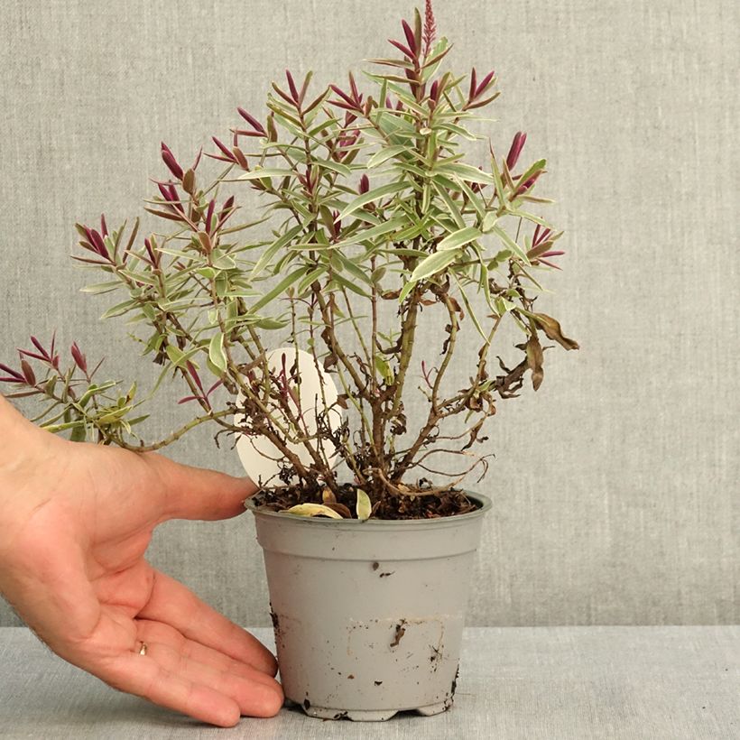 Exemplaar van Hebe iBE Colour Dream - Struikveronica Pot van 12 cm / 13 cm zoals geleverd in de zomer