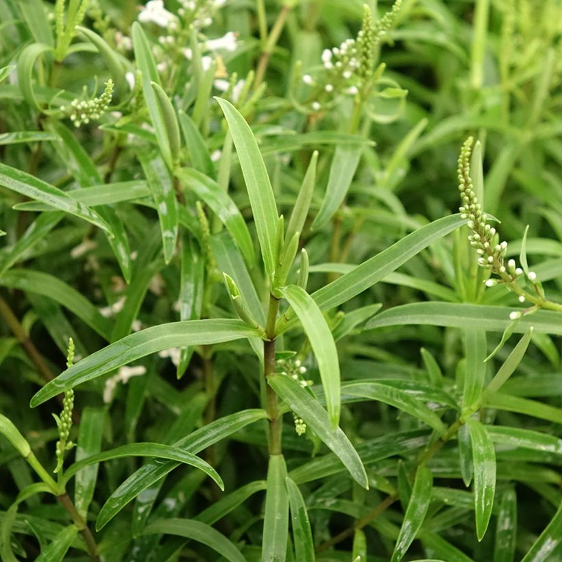 Hebe Kirkii - Struikveronica (Blad)