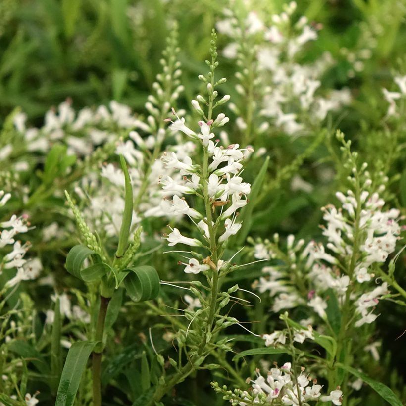 Hebe Kirkii - Struikveronica (Bloei)