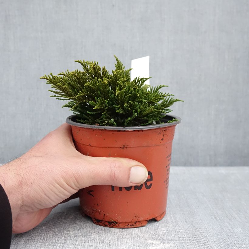 Exemplaar van Hebe ochracea - Struikveronica Pot van 1,5 l/2 l zoals geleverd in de herfst