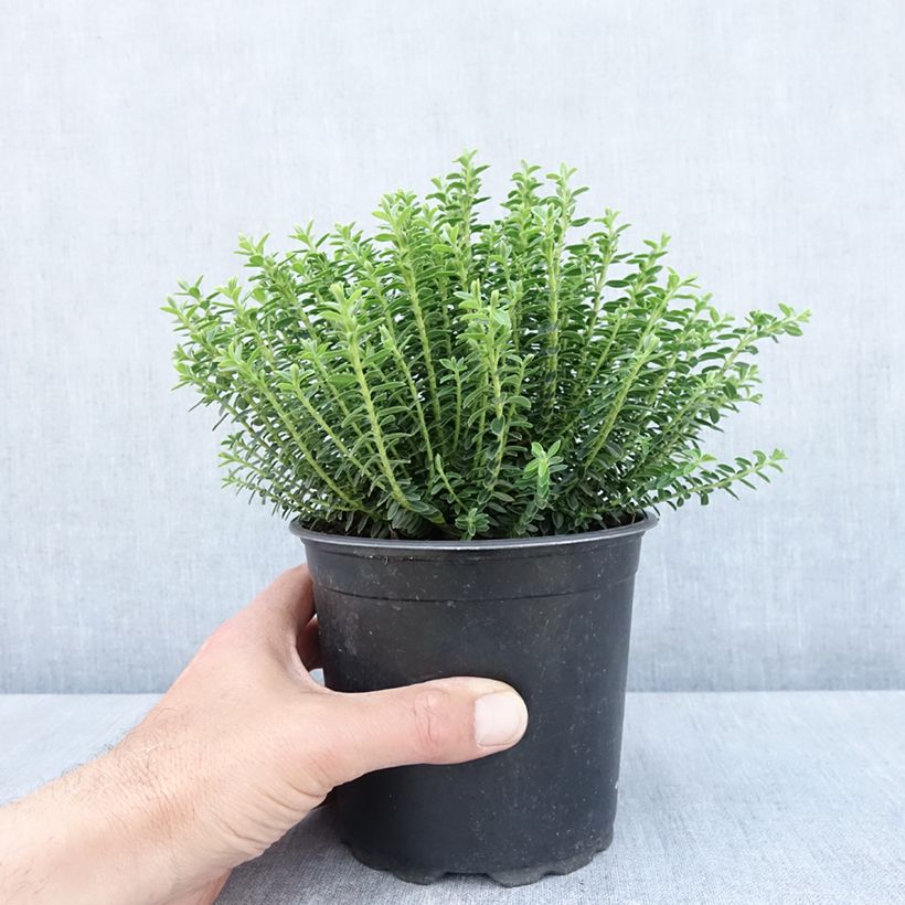 Example of Hebe ochracea - Struikveronica Pot van 1,5 l/2 l as you get in printemps