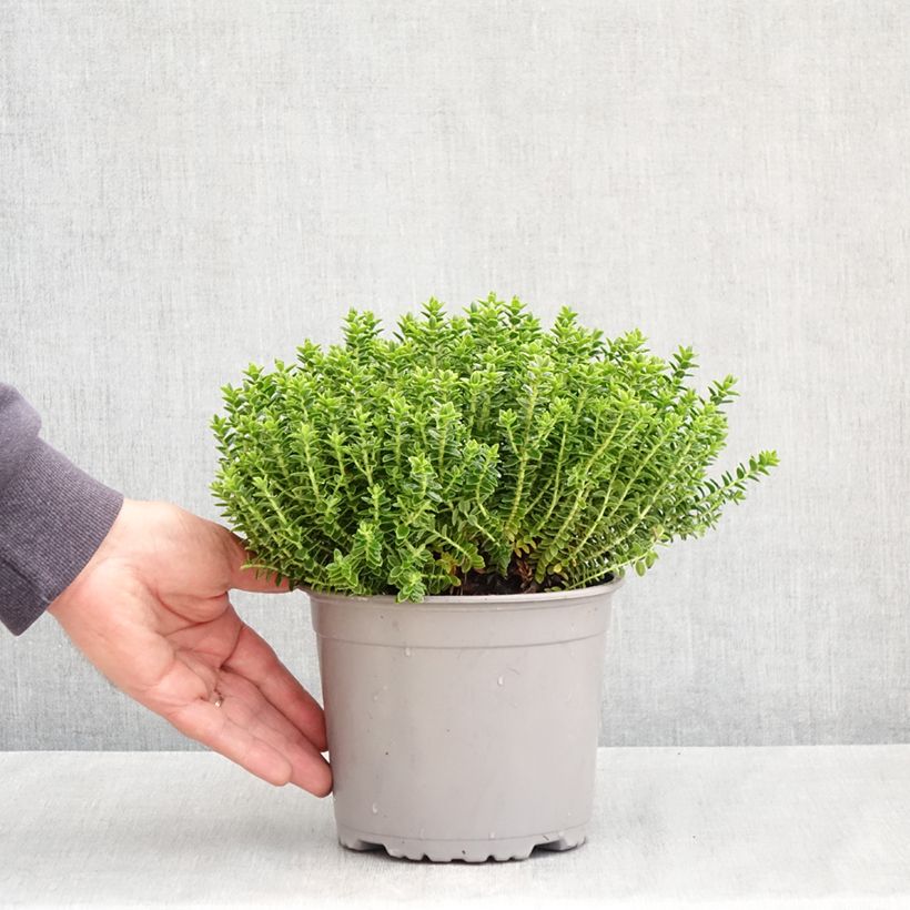 Exemplaar van Hebe odora Nana - Struikveronica Pot van 1,5 l/2 l zoals geleverd in de lente