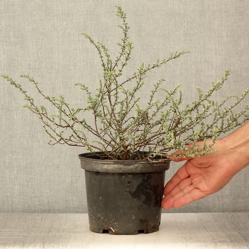 Exemplaar van Struikveronica Quicksilver - Hebe pimeleoides Pot van 3 l/4 l zoals geleverd in de zomer