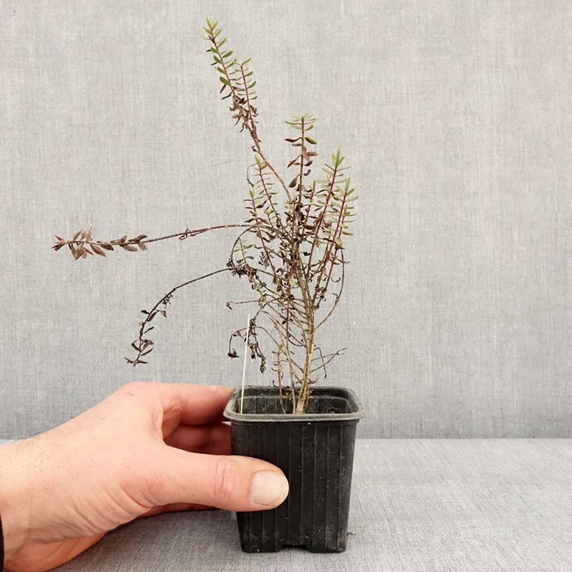 Exemplaar van Hebe Pink Paradise - Struikveronica Kweekpotje van 8/9 cm zoals geleverd in de winter