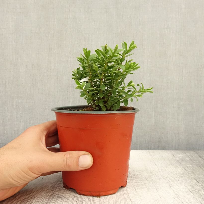 Exemplaar van Hebe rakaiensis - Struikveronica Pot van 1,5 l/2 l zoals geleverd in de herfst
