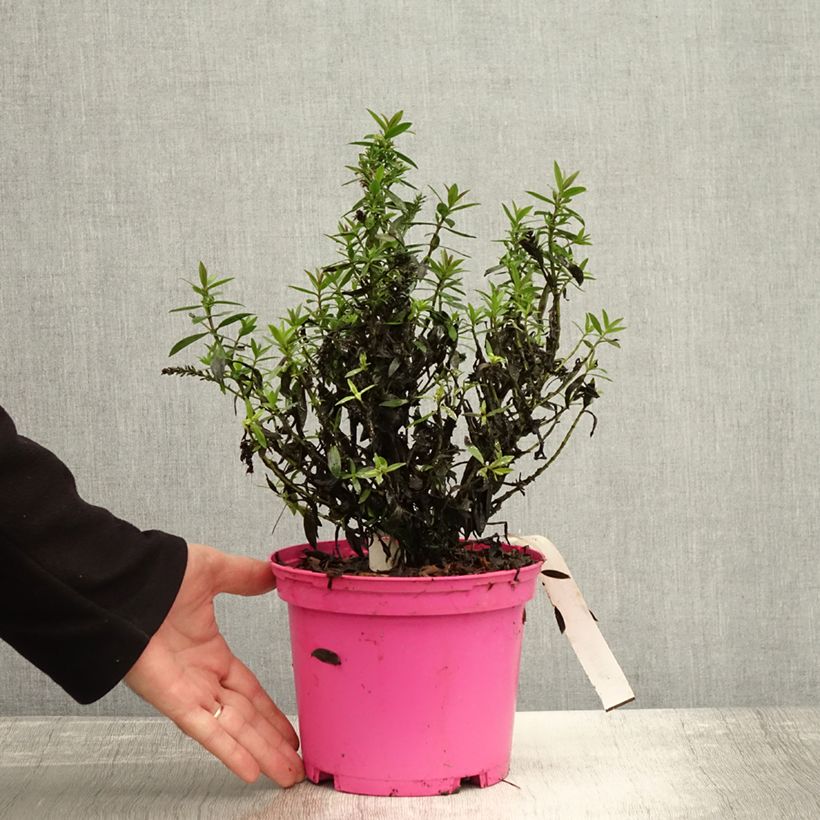 Exemplaar van Hebe Raspberry Ripple - Struikveronica Pot van 2 l/3 l zoals geleverd in de herfst