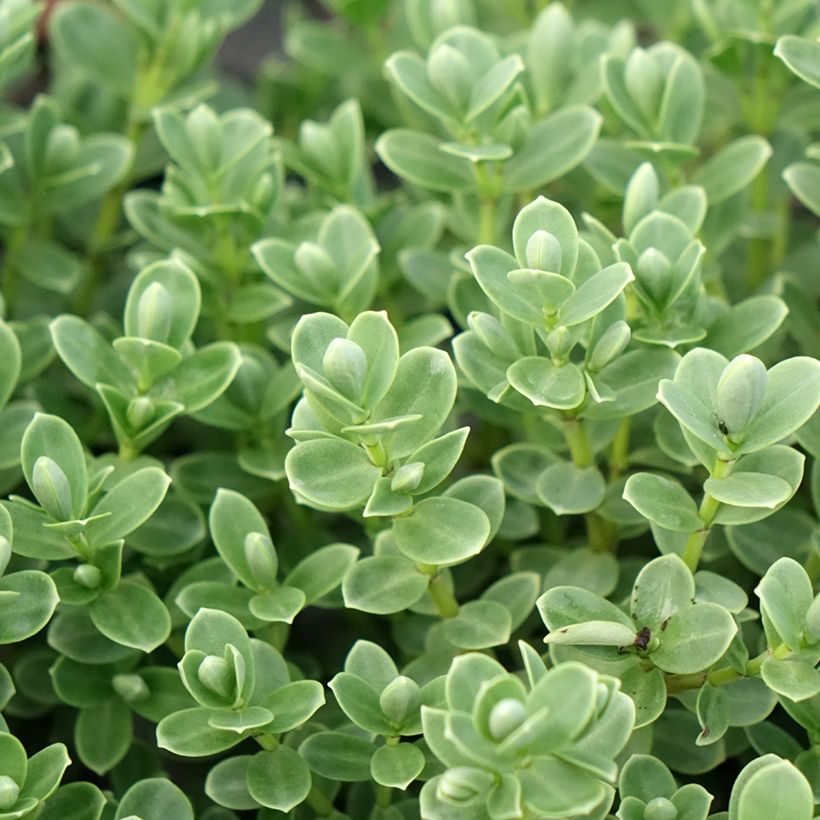 Hebe topiaria - Struikveronica (Blad)