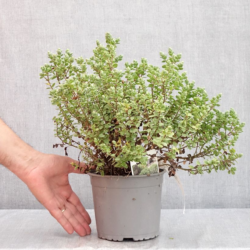 Example of Hebe topiaria - Struikveronica Pot van 1,5 l/2 l as you get in ete