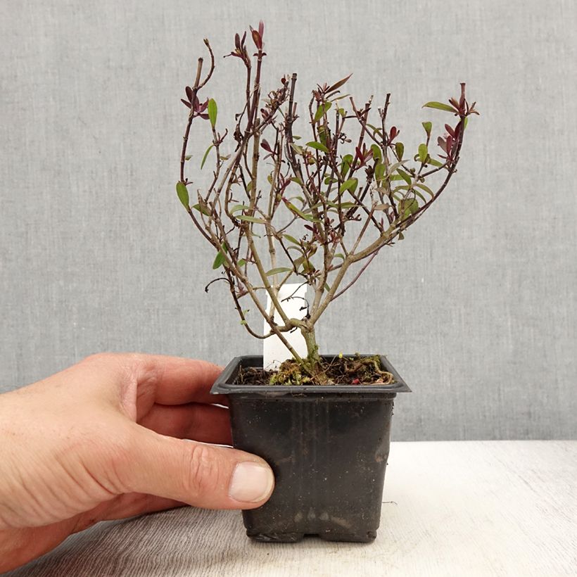 Example of Hebe Turkish Delight - Struikveronica Kweekpotje van 8/9 cm as you get in printemps