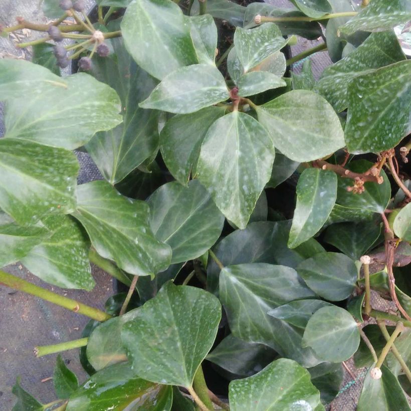 Hedera colchica Arborescens - Colchische klimop (Blad)