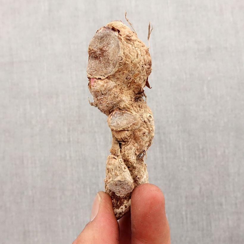 Exemplaar van Hedychium coccineum Tara - Gemberlelie Bol kaliber I zoals geleverd in de lente