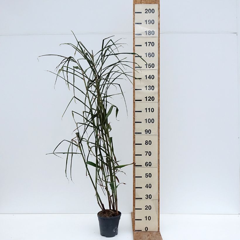 Exemplaar van Hedychium coccineum Tara Pot van 4 l/5 l zoals geleverd in de winter