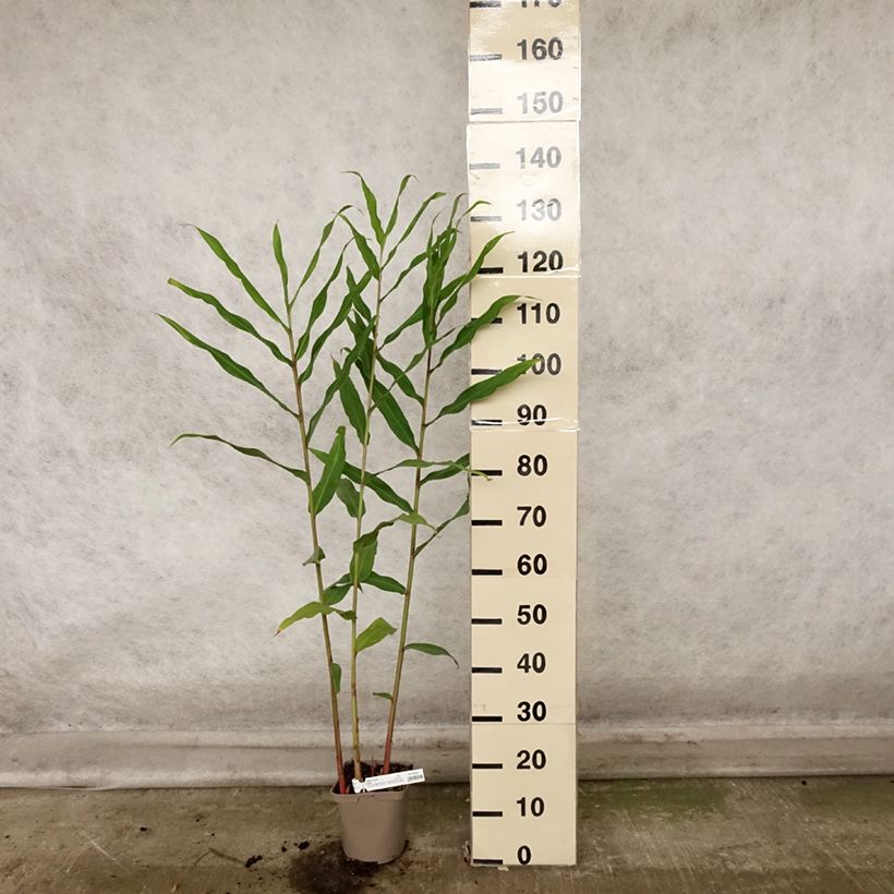 Exemplaar van Hedychium Dixter - Longose Pot van 3 l/4 l zoals geleverd in de herfst