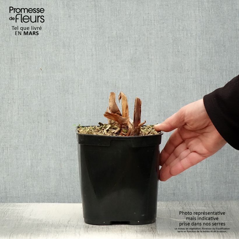 Exemplaar van Hedychium Dixter - Longose Pot van 3 l/4 l zoals geleverd in de lente