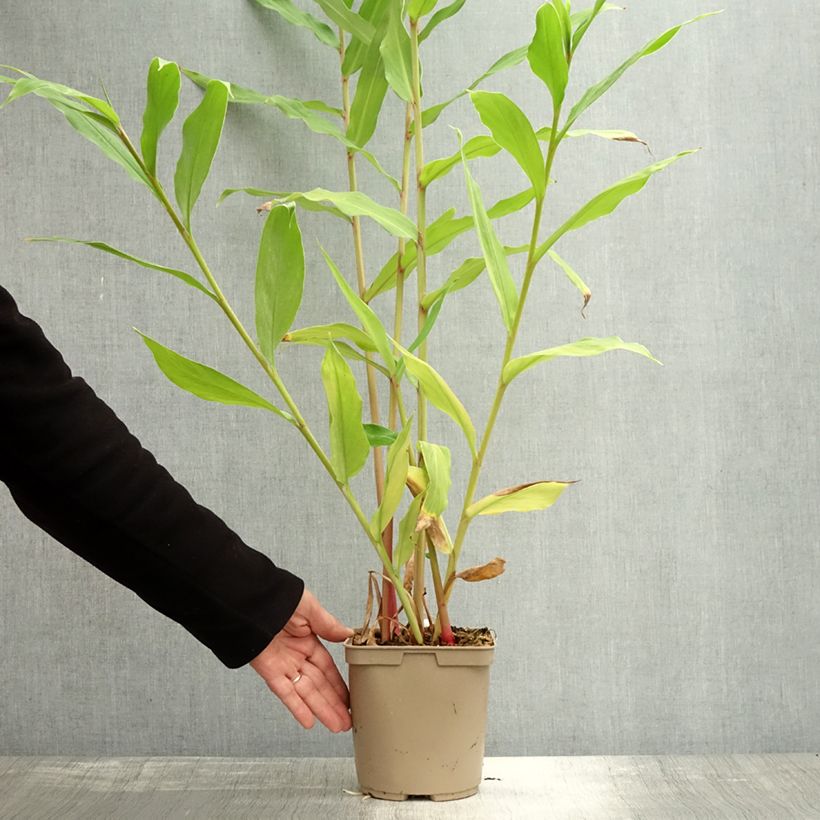 Exemplaar van Hedychium Elizabeth - Gingembre d'ornement Pot de 3L/4L zoals geleverd in de herfst