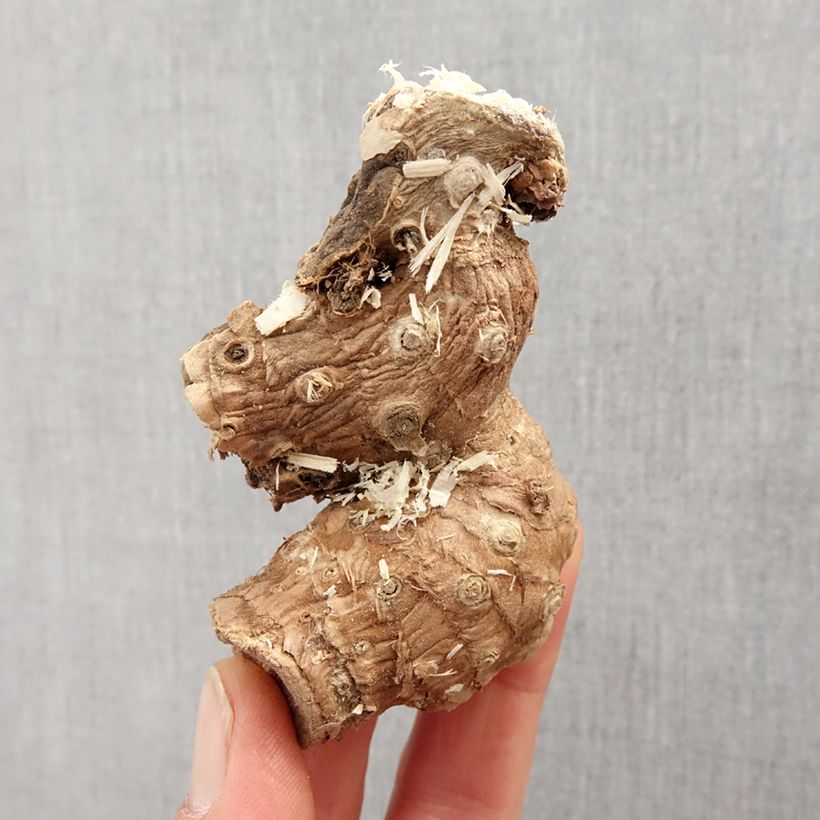 Exemplaar van Hedychium ellipticum - Gemberlelie Bol kaliber I zoals geleverd in de lente