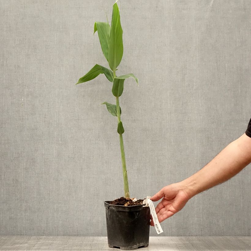 Exemplaar van Hedychium forrestii - Gemberlelie Pot van 3 l/4 l zoals geleverd in de zomer