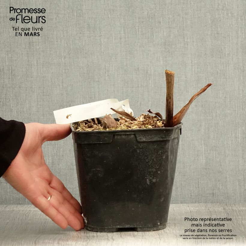 Exemplaar van Hedychium forrestii - Gemberlelie Pot van 3 l/4 l zoals geleverd in de lente