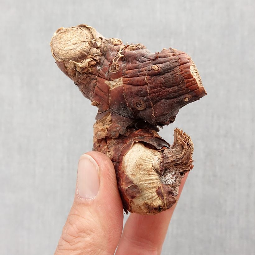 Exemplaar van Hedychium gardnerianum - Siergember Bol kaliber I zoals geleverd in de lente