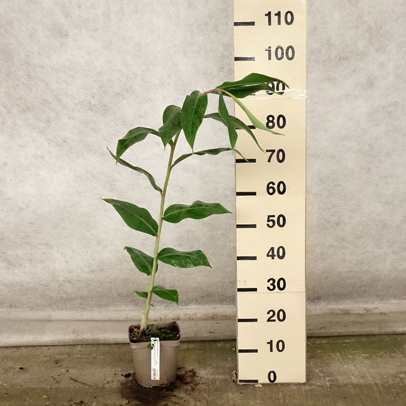 Exemplaar van Hedychium gardnerianum - Longose en pot  Pot de 2L/3L zoals geleverd in de herfst