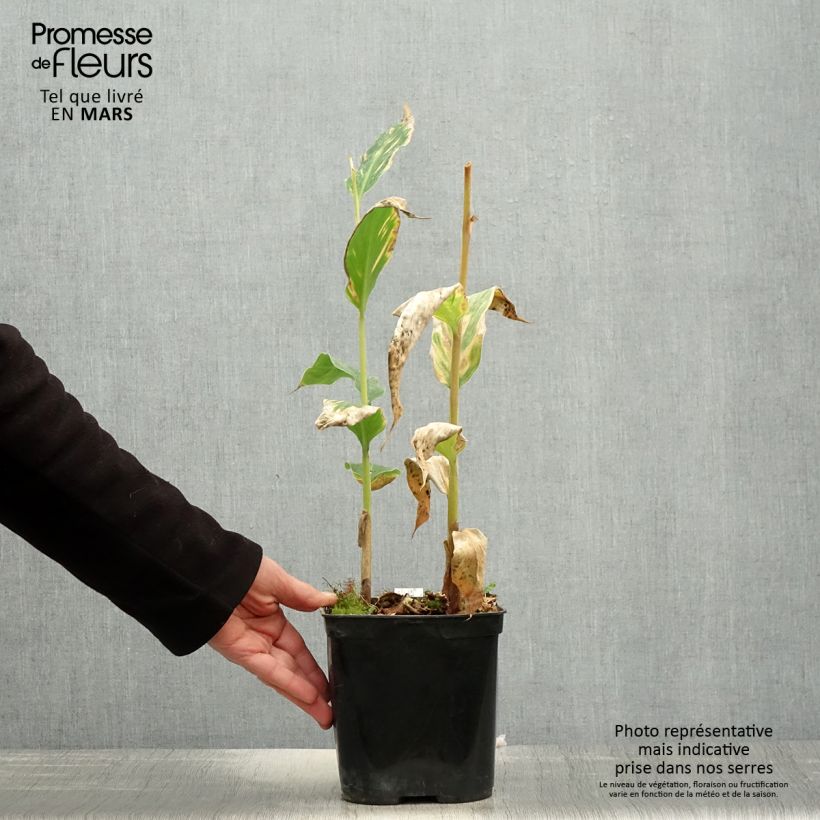 Exemplaar van Hedychium gardnerianum in pot - Siergember Pot van 2 l/3 l zoals geleverd in de lente