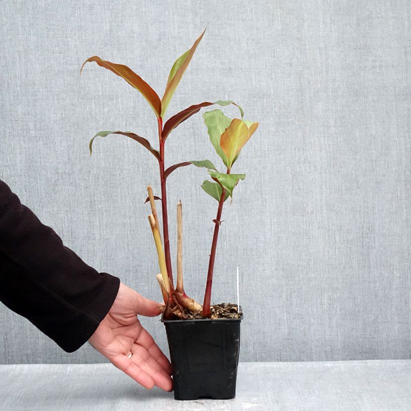 Exemplaar van Hedychium greenii - Gemberlelie Pot van 1 l/1,5 l zoals geleverd in de herfst
