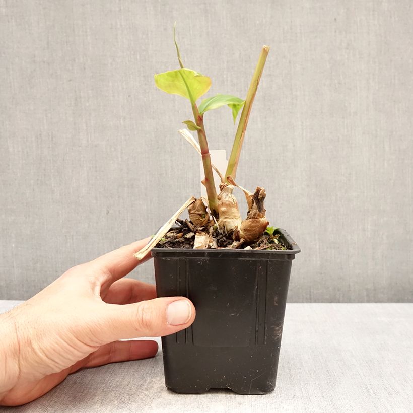 Exemplaar van Hedychium greenii - Gemberlelie Pot van 1 l/1,5 l zoals geleverd in de lente