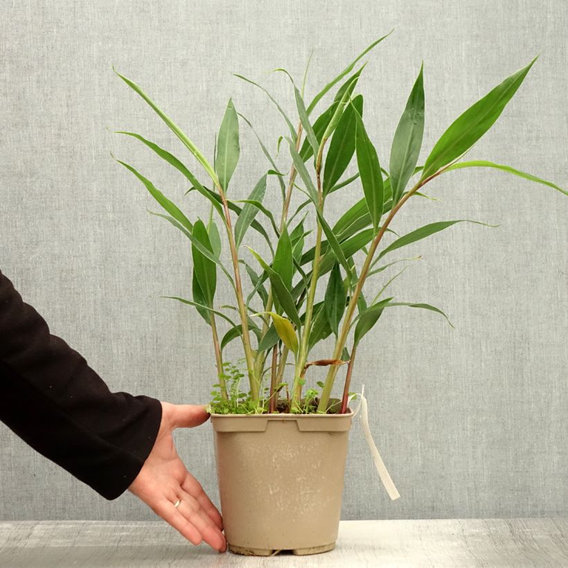 Exemplaar van Hedychium villosum tenuiflorum - Gemberlelie Pot van 3 l/4 l zoals geleverd in de herfst