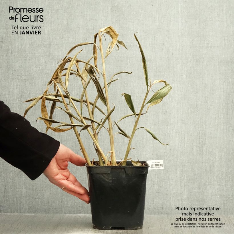 Exemplaar van Hedychium villosum var. tenuiflorum - Gingembre d'ornement Pot de 3L/4L zoals geleverd in de winter