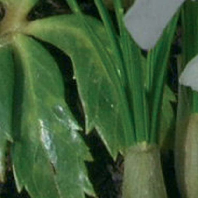 Helleborus niger Double Fashion - Kerstroos (Blad)