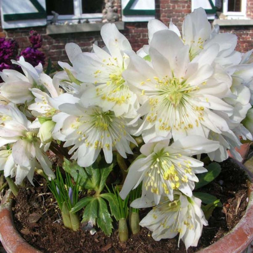 Helleborus niger Double Fashion - Kerstroos (Groeiplaats)