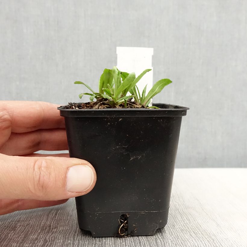 Example of Helenium autumnale Helena Red Shades - Zonnekruid Kweekpotje van 8/9 cm as you get in printemps