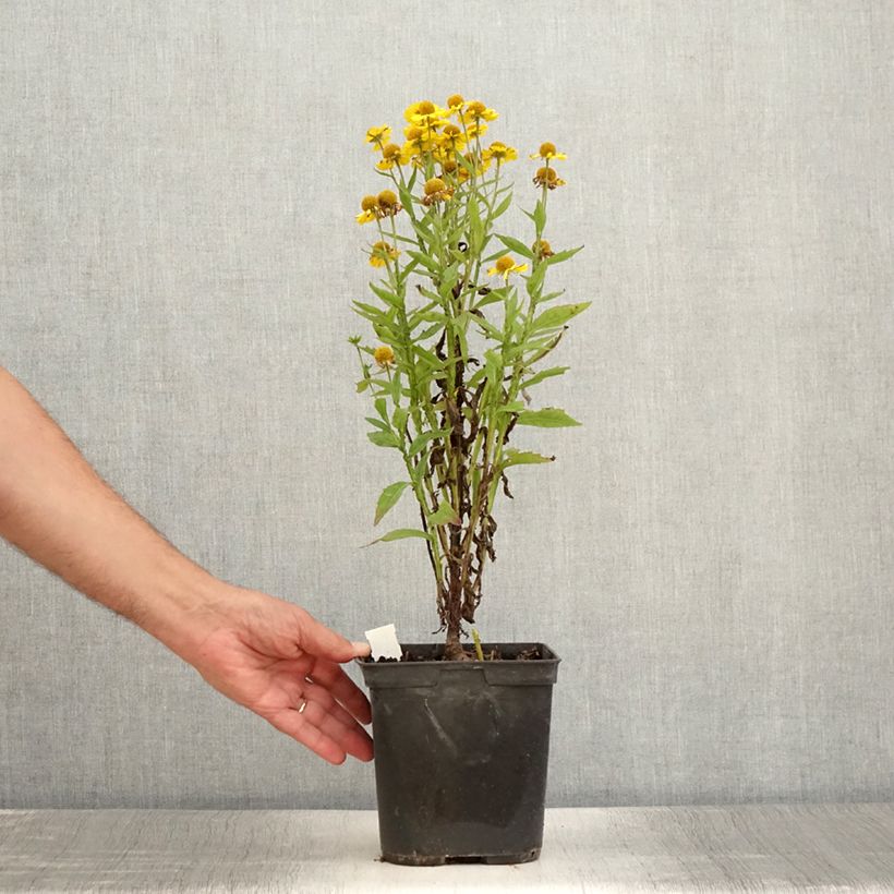 Exemplaar van Helenium Double Trouble - Zonnekruid Pot van 2 l/3 l zoals geleverd in de zomer
