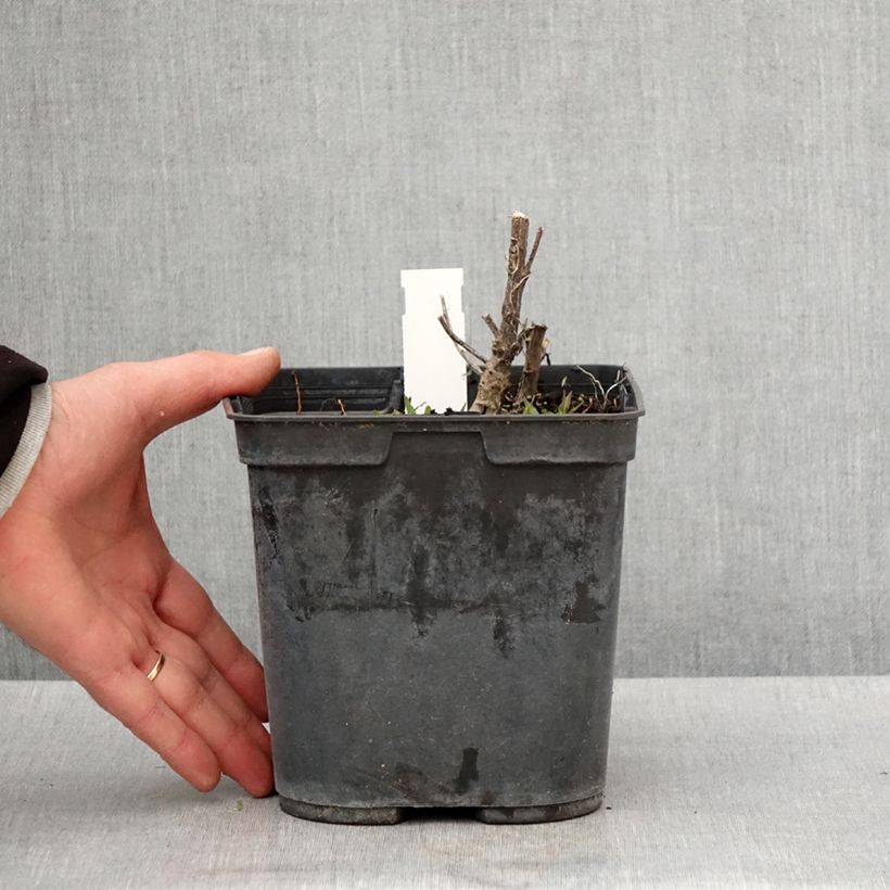 Exemplaar van Helenium Double Trouble - Zonnekruid Pot van 2 l/3 l zoals geleverd in de lente