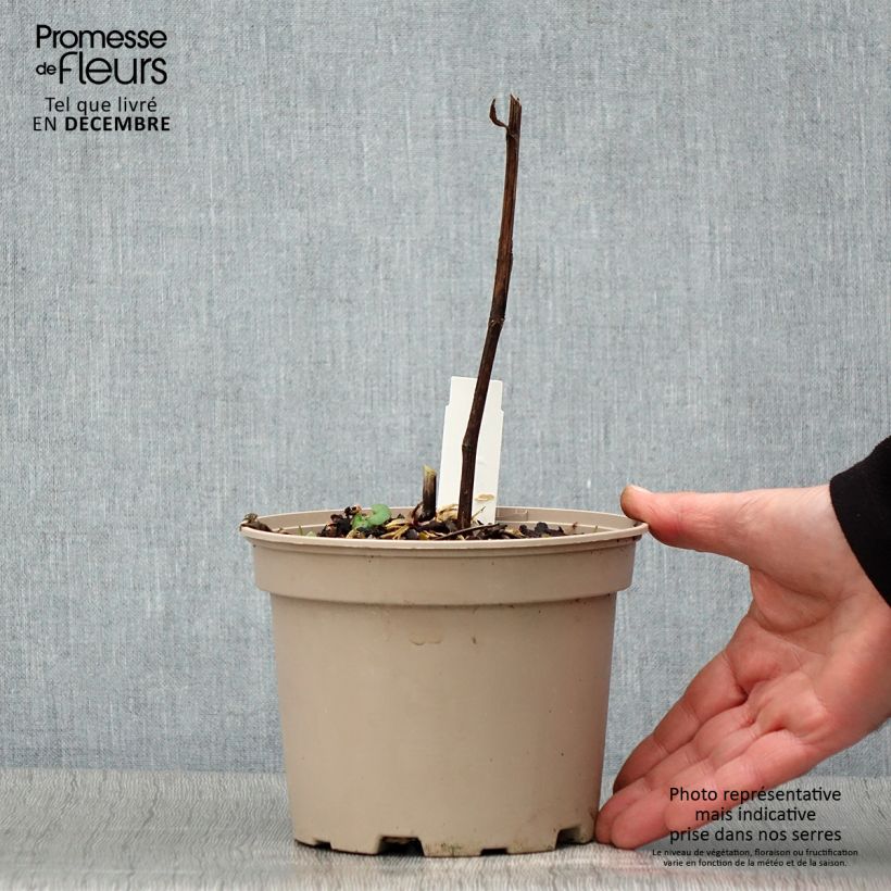 Exemplaar van Helenium Moerheim Beauty - Zonnekruid Pot van 2 l/3 l zoals geleverd in de herfst