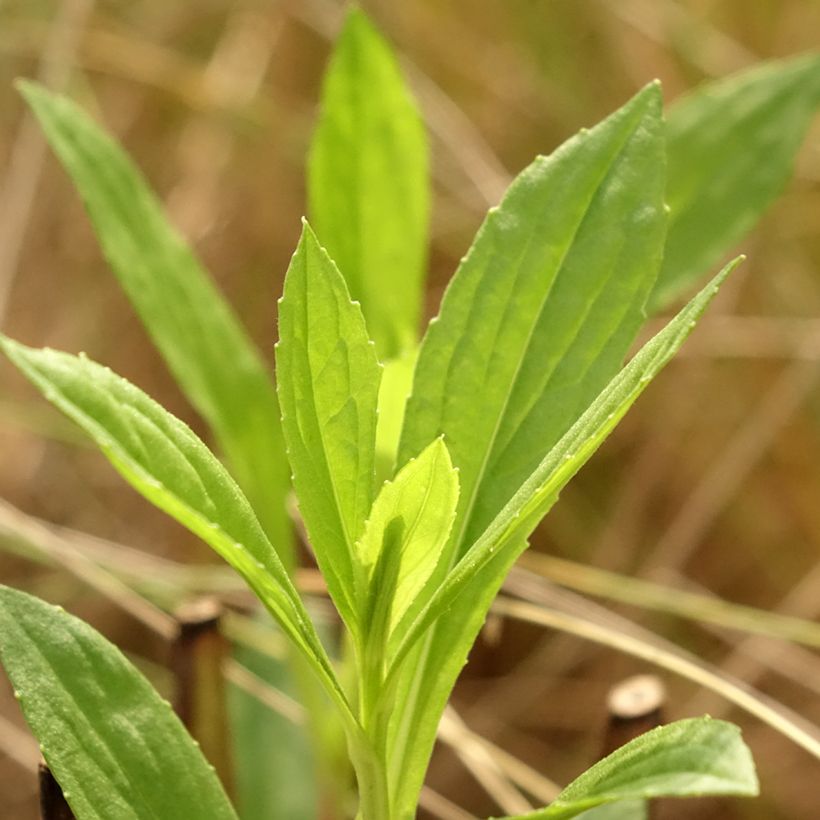 Helenium Kugelsonne - Zonnekruid (Blad)