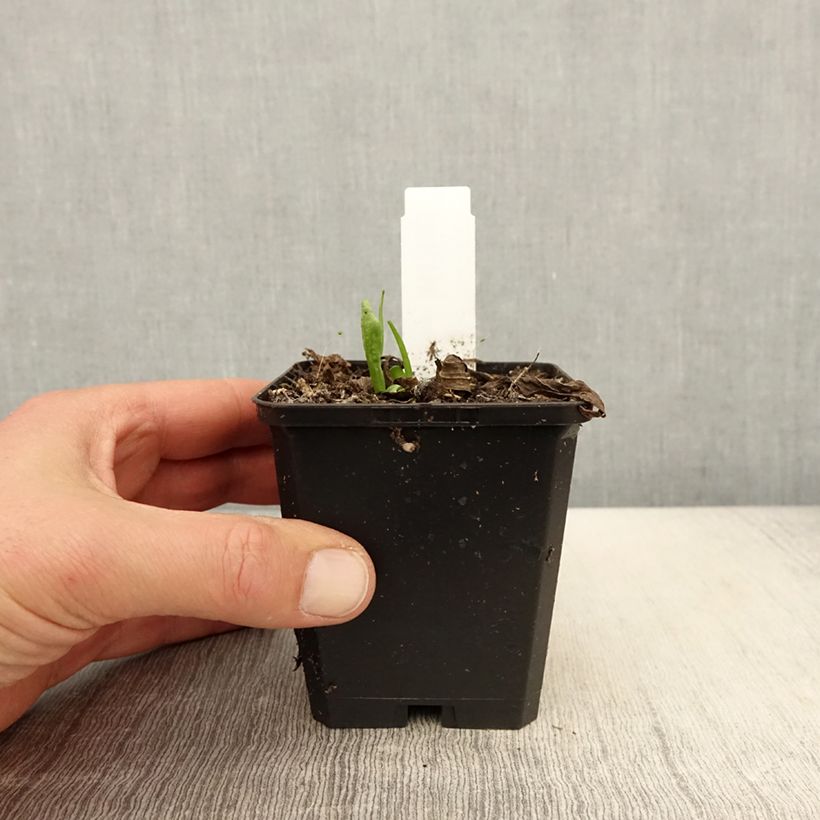 Example of Helenium Kupferswerg - Zonnekruid Kweekpotje van 8/9 cm as you get in printemps