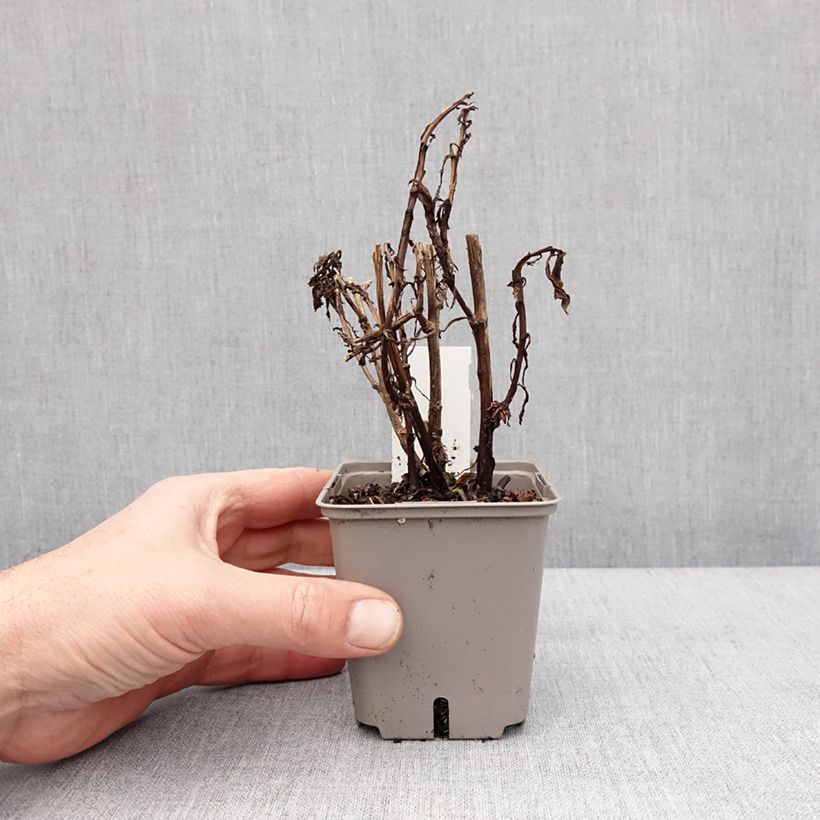 Exemplaar van Helenium Okra Sundae - Zonnekruid Kweekpotje van 8/9 cm zoals geleverd in de winter