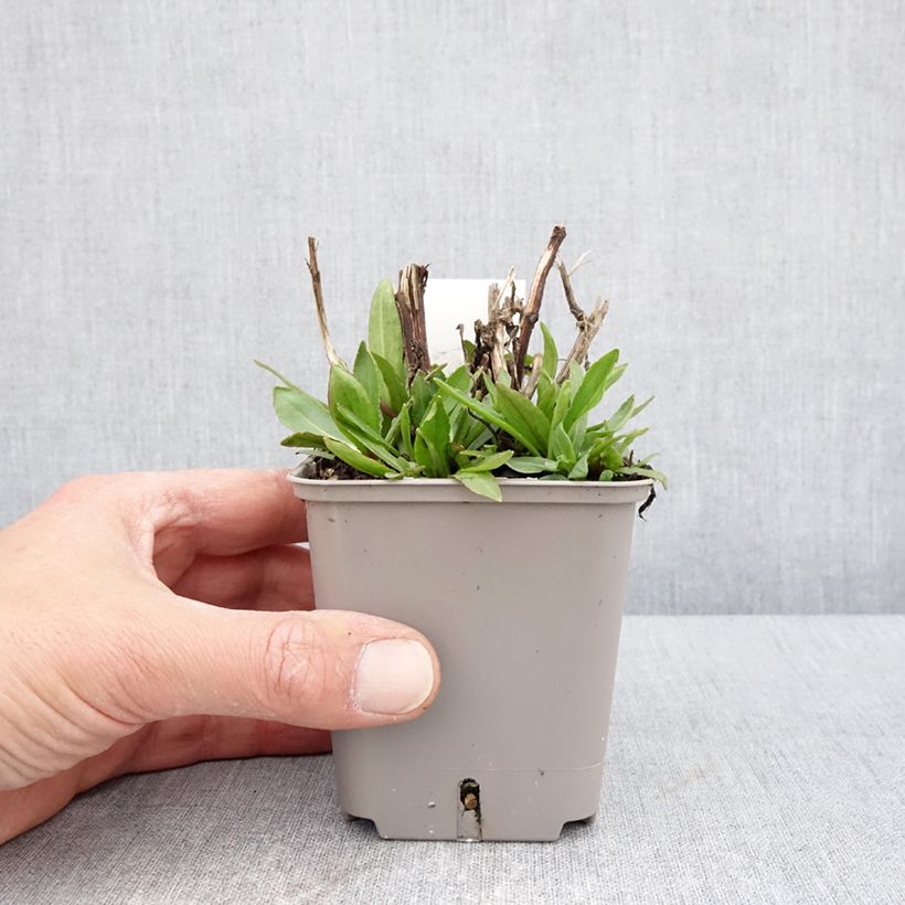 Example of Helenium Okra Sundae - Zonnekruid Kweekpotje van 8/9 cm as you get in printemps