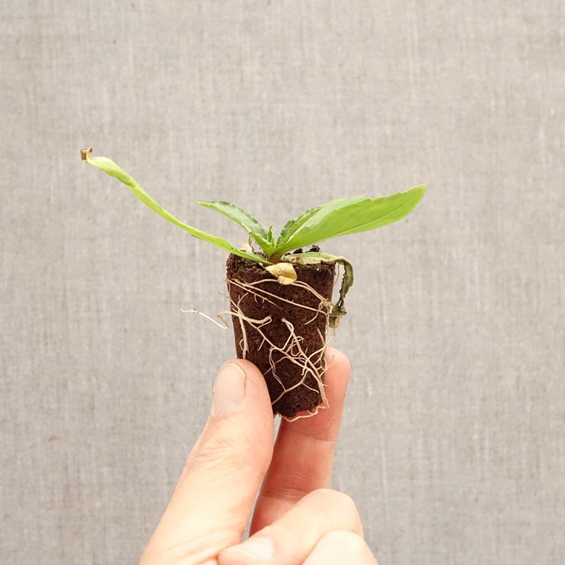 Exemplaar van Helenium Okra Sundae - Zonnekruid Mini-mot Ø 3/4 cm zoals geleverd in de lente