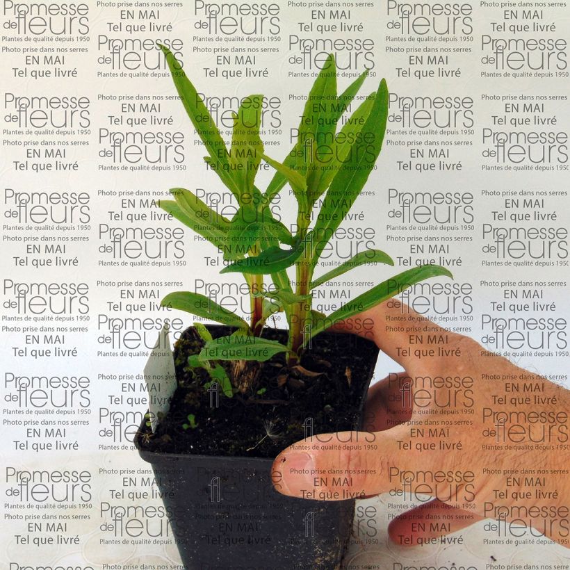 Helenium Poncho - Zonnekruid (Plant habit)