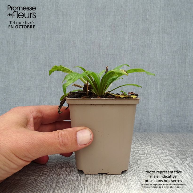 Exemplaar van Helenium Potter's Wheel - Zonnekruid Kweekpotje van 8/9 cm zoals geleverd in de herfst