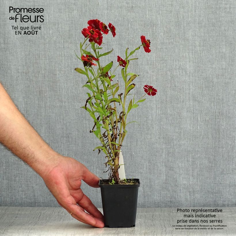 Exemplaar van Helenium Red Jewel - Zonnekruid Kweekpotje van 8/9 cm zoals geleverd in de zomer