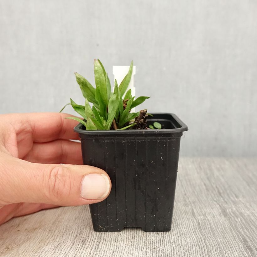 Exemplaar van Helenium Red Jewel - Zonnekruid Kweekpotje van 8/9 cm zoals geleverd in de lente